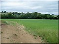 Trees mark the track