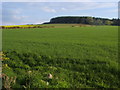 Boghead Wood