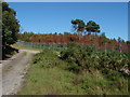 Pirbright Ranges