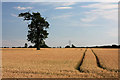 TL7842 : Wheat field and tree at Belchamp St Paul by Bob Jones