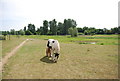 Horse, Bowthorpe Southern Park