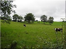 H5375 : Cows, Fernagh by Kenneth  Allen