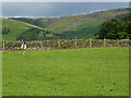 Sheep, field, and the edge of the Kinder plateau