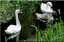 J2866 : Swans, Lambeg by Albert Bridge