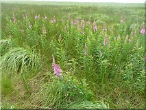 SD9920 : Rosebay willowherb on the moor, Soyland by Humphrey Bolton