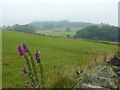 Foxgloves by a dry stone wall