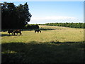 Field of Horses