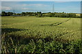 Wheat field near Hampton