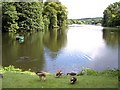 The fish pond at Harewood House