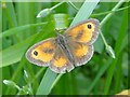 Gatekeeper Butterfly