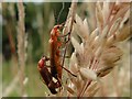 Soldier Beetles