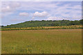 Field near Tyler