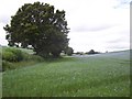 Field of Flax