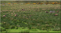 NH0328 : Red deer in the meadow by Nic Bullivant