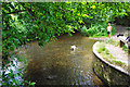 A dog in the ford