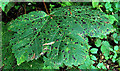 Sycamore leaf, Banbridge