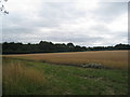 Field off Long Lane