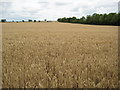 Field of wheat, near Blake