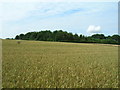 SE9375 : Farmland, East Heslerton Brow by JThomas