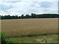 Farmland, West Knapton