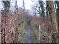 Woodland track near Crown Roundabout, Cwmbran 