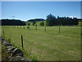 Ostrich farm at Parkhead