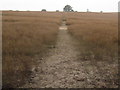 Footpath to Hoddiford Farm