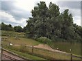 Trees beside Southbourne Lake