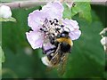 Bumblebee on Blackberry Flower