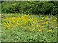 Ragwort, Odstock Copse