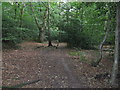 Bridleway SE in Home Wood to Clock Barn Lane