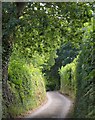 Lane above Lustleigh