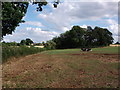 Cows and copse of trees north of Dunns Pitts Farm