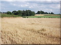 Looking towards Kenilworth