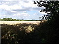 Field of wheat north-east of Red Lane