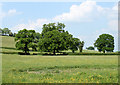 2010 : Oak trees north west of Hollow Marsh Lane