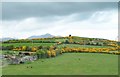 Cattle, sheep and free range hens on the outskirts of Kilkeel