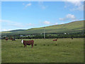 Q7811 : Cows grazing, Curraheen by Eileen Henderson
