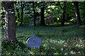 Satellite dish in the woods, Ashmore, Bridge of Cally