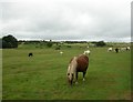 Whitchurch, ponies