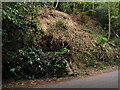 Fallen tree on Hambledon Road, Hambledon