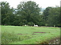 Sampford Spiney, alpacas