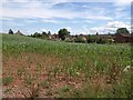 Maize field, Enmore