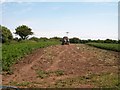 Partly harvested potato field at Bryn Bach