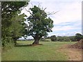 Oak near Barford House