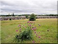 Meadow east of Dene Terrace, Walbottle