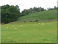 Sheep grazing in Strathardle