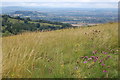 Grassland on Cotswold escarpment