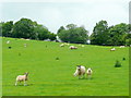 SO2549 : Sheep and lambs near Cefn by Jonathan Billinger