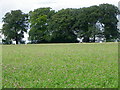 Clover field near Yarlington